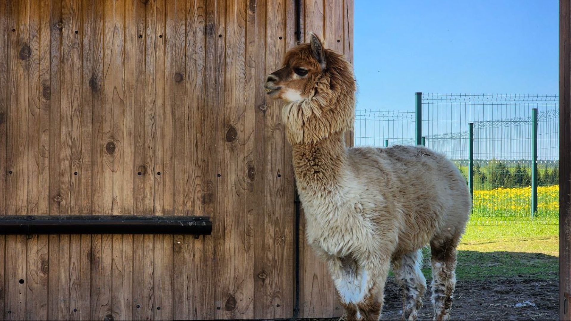 Дмитров, Ферма в Походкино, Российские альпаки, Туризм,