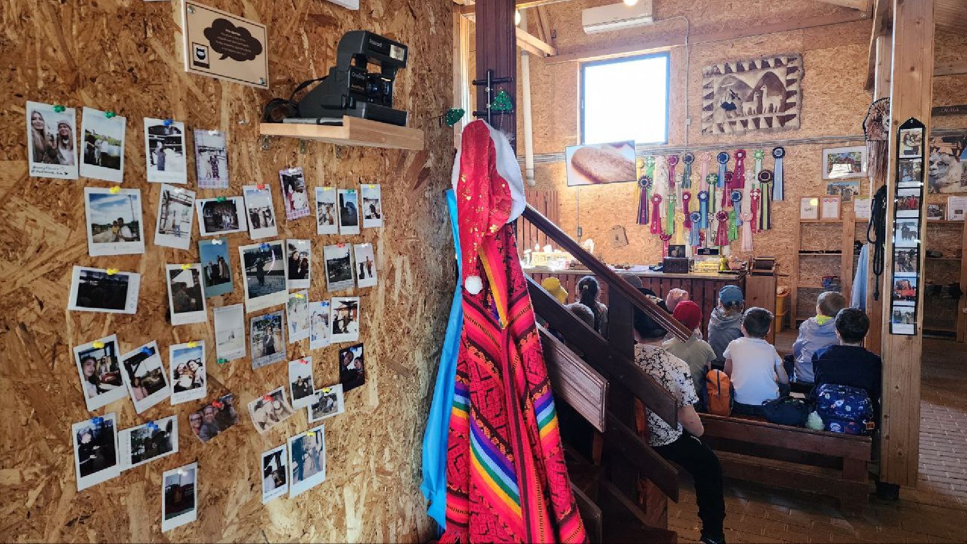 Дмитров, Ферма в Походкино, Российские альпаки, Туризм,