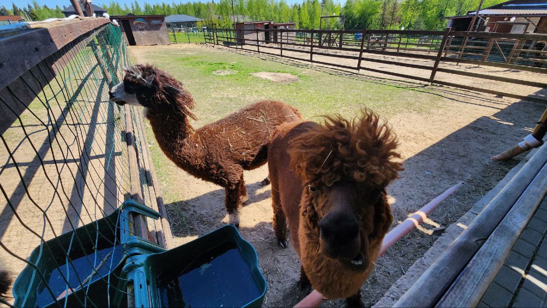 Дмитров, Ферма в Походкино, Российские альпаки, Туризм,