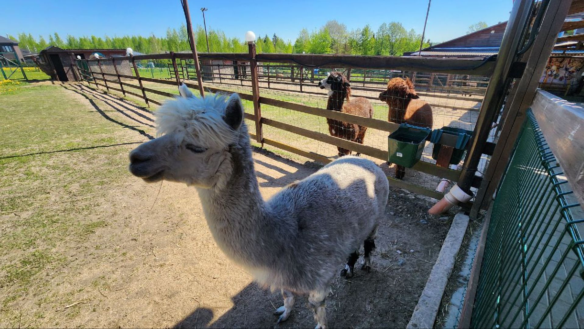 Дмитров, Ферма в Походкино, Российские альпаки, Туризм,