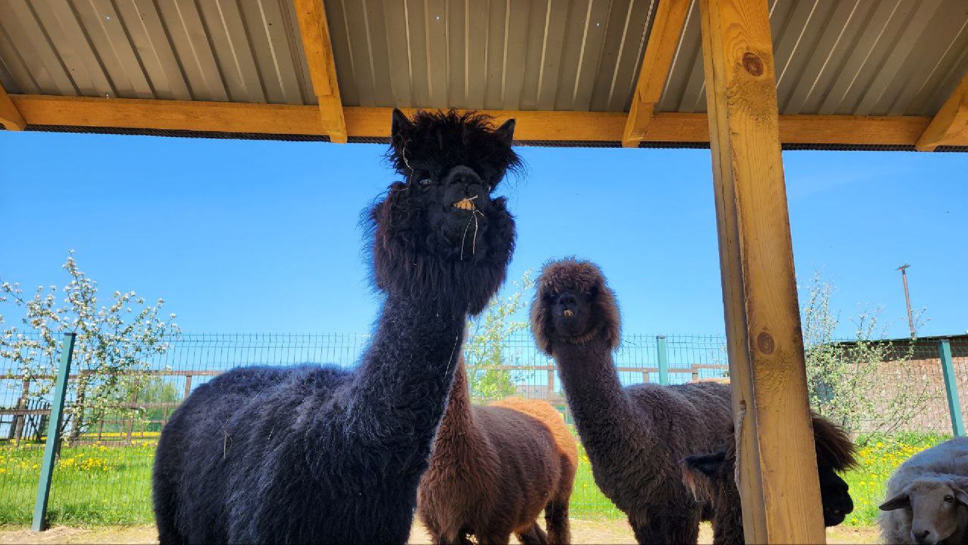 Дмитров, Ферма в Походкино, Российские альпаки, Туризм,