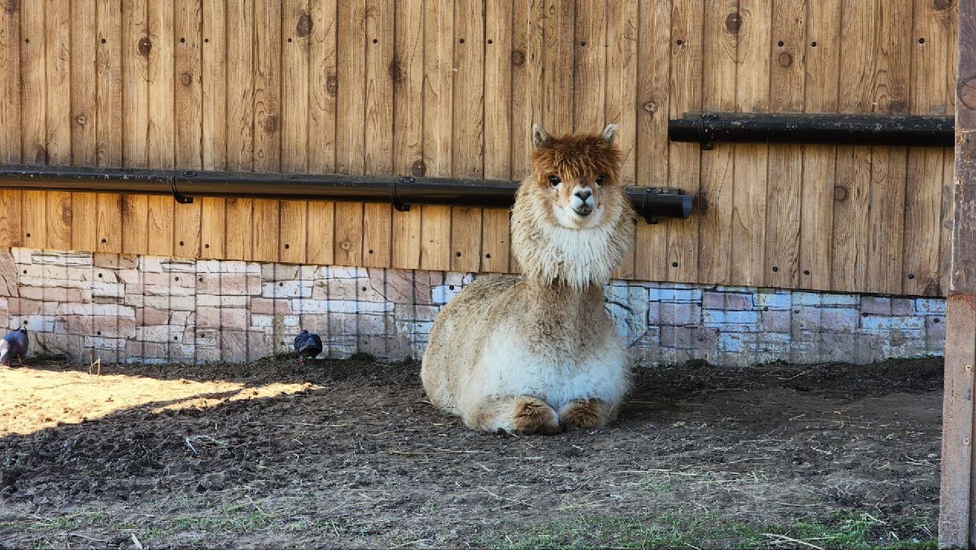 Дмитров, Ферма в Походкино, Российские альпаки, Туризм,