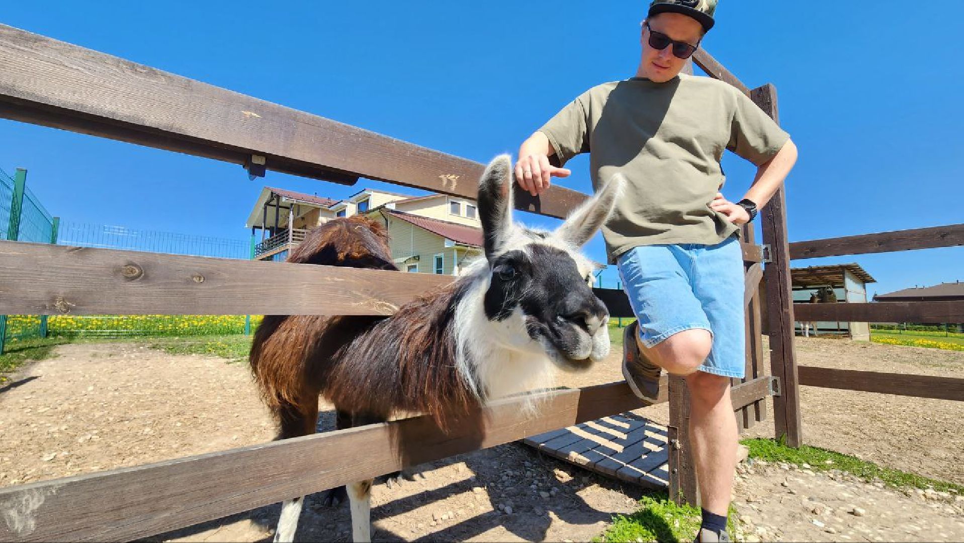Дмитров, Ферма в Походкино, Российские альпаки, Туризм,