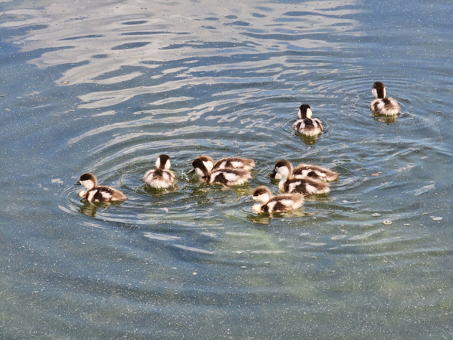 королёв,  краснокнижные утки-огари, пруд в юбилейном,