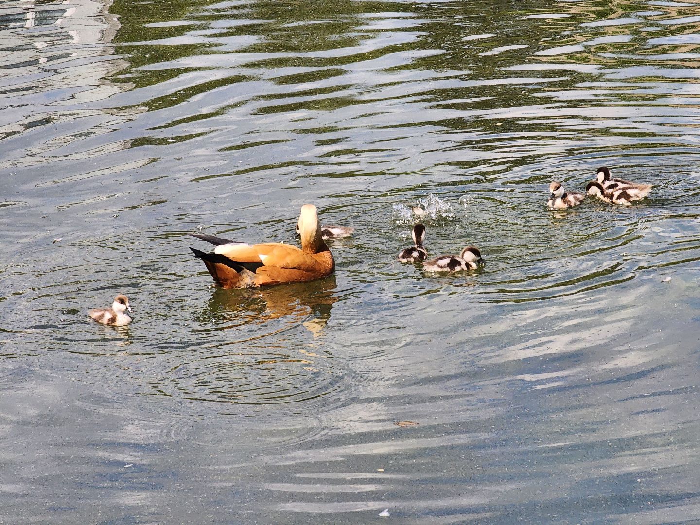 королёв,  краснокнижные утки-огари, пруд в юбилейном,