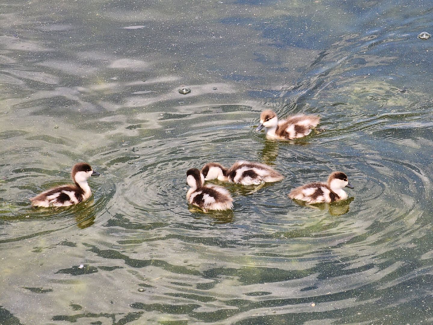 королёв,  краснокнижные утки-огари, пруд в юбилейном,