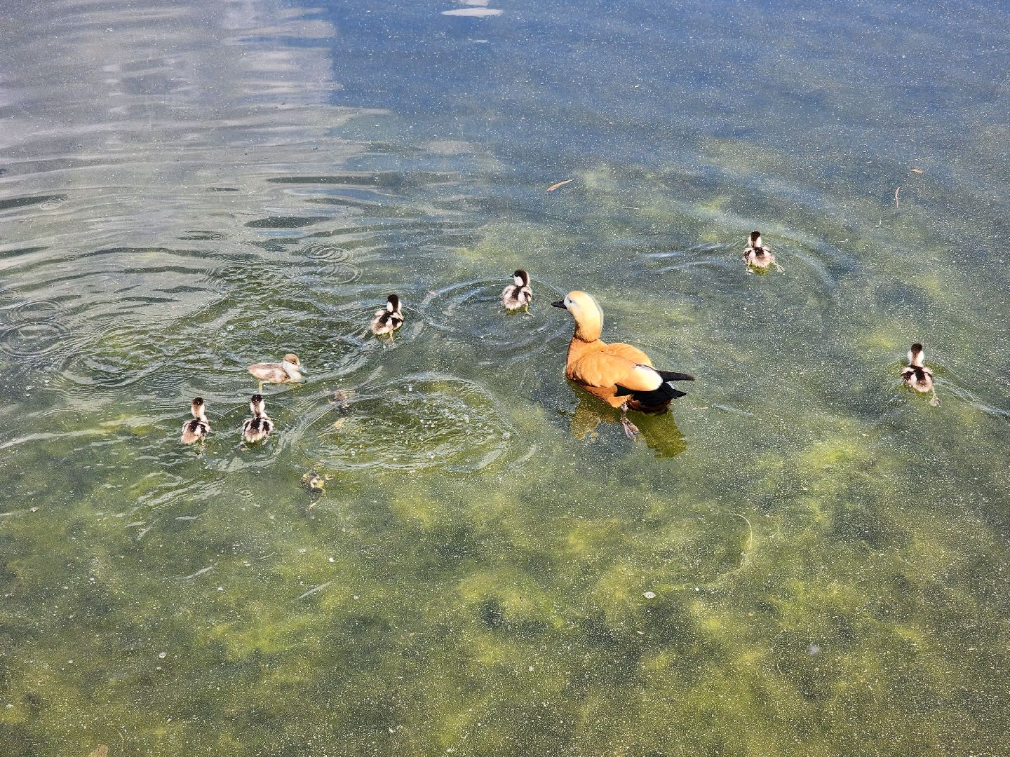 королёв,  краснокнижные утки-огари, пруд в юбилейном,