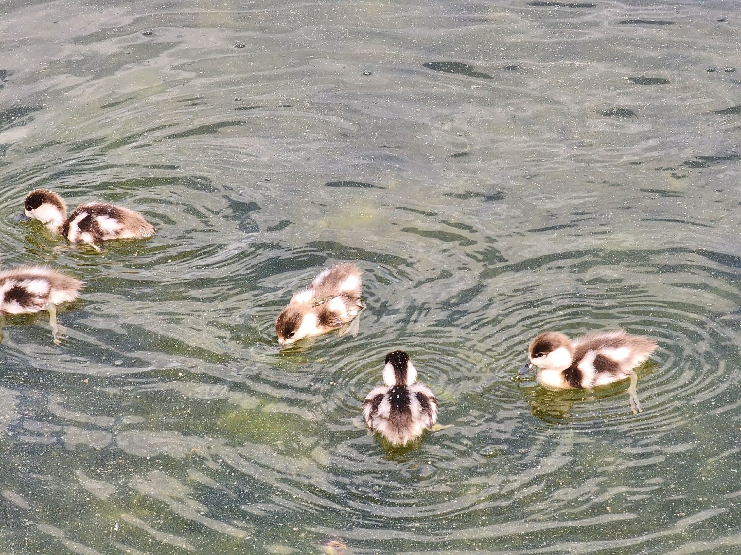 королёв,  краснокнижные утки-огари, пруд в юбилейном,