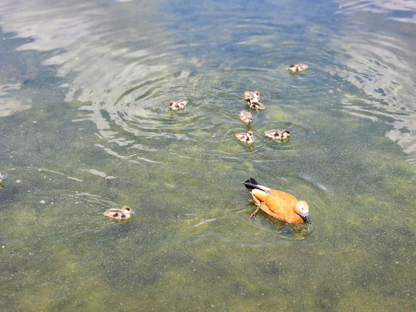 королёв,  краснокнижные утки-огари, пруд в юбилейном,