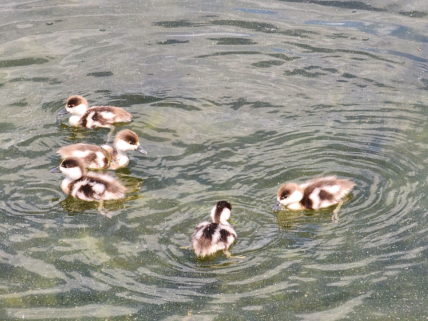 королёв,  краснокнижные утки-огари, пруд в юбилейном,