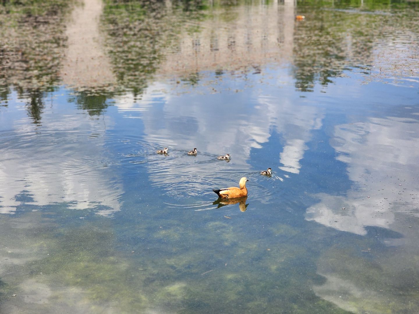 королёв,  краснокнижные утки-огари, пруд в юбилейном,