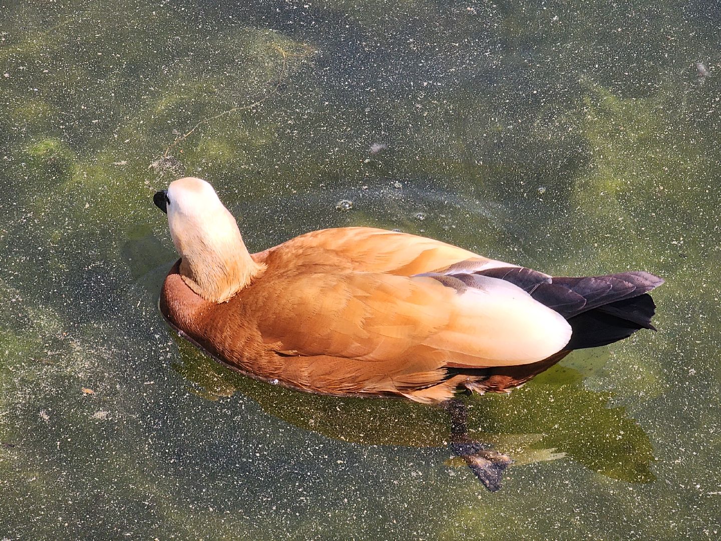 королёв,  краснокнижные утки-огари, пруд в юбилейном,