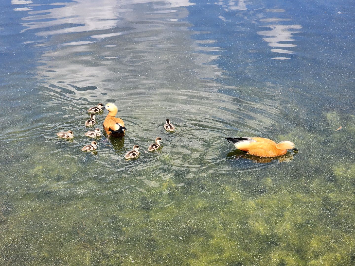 королёв,  краснокнижные утки-огари, пруд в юбилейном,