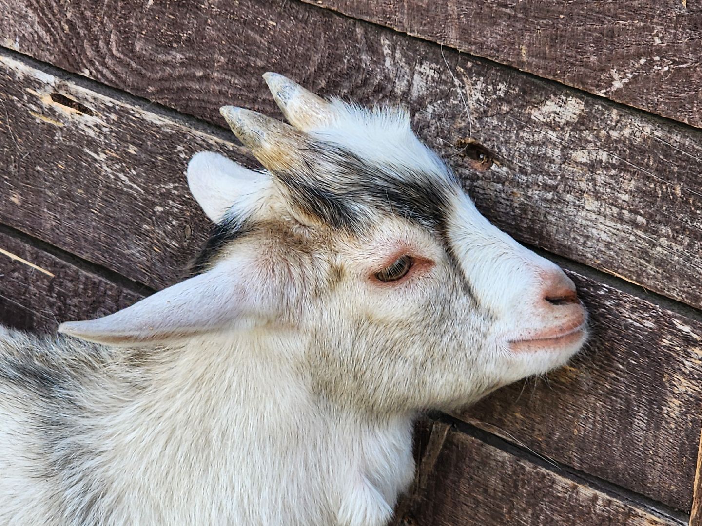 мытищи, лосиный остров,