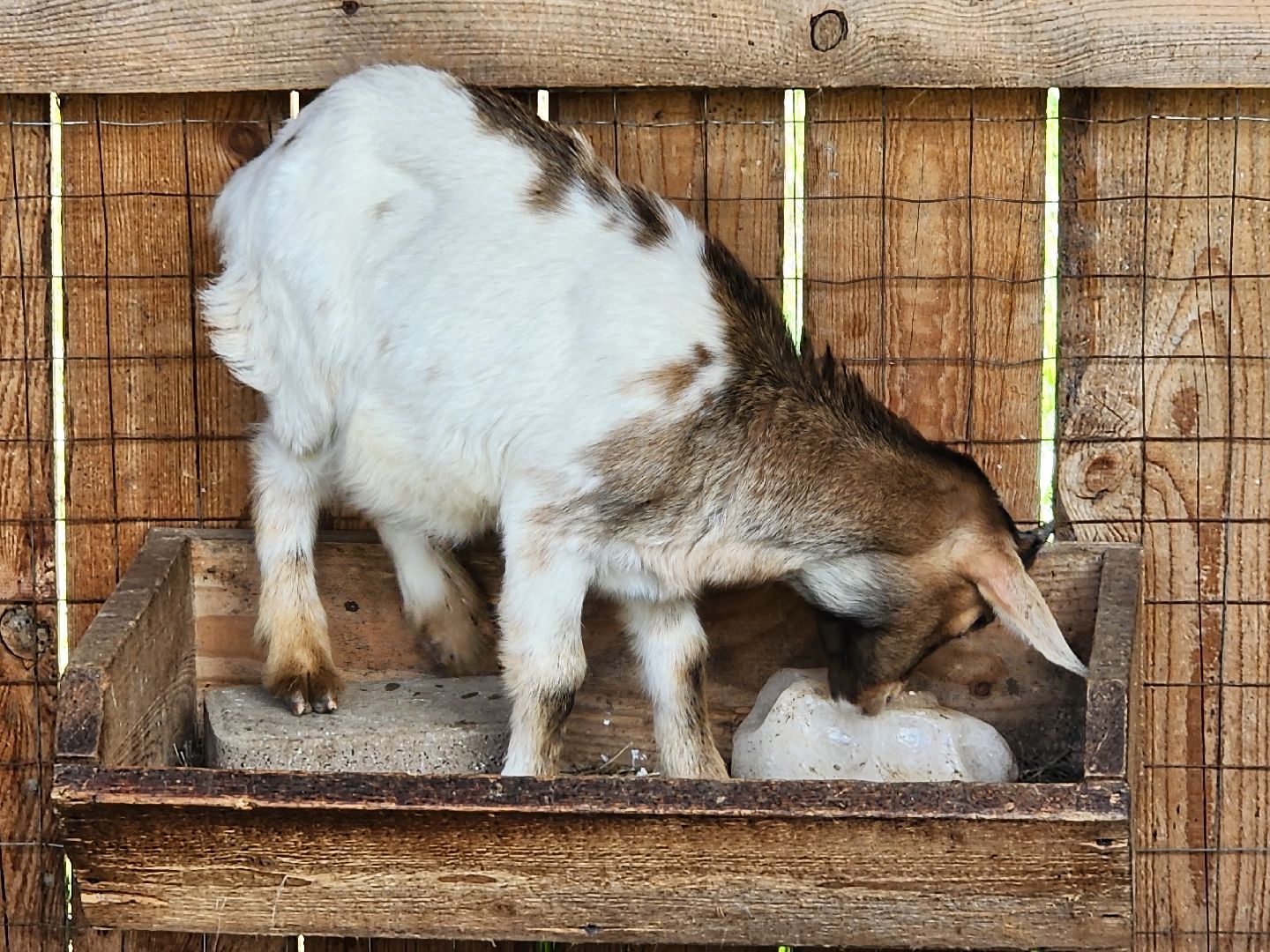 мытищи, лосиный остров,