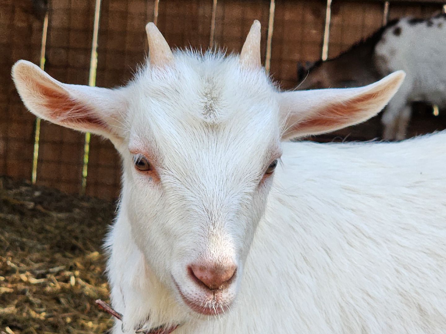 мытищи, лосиный остров,