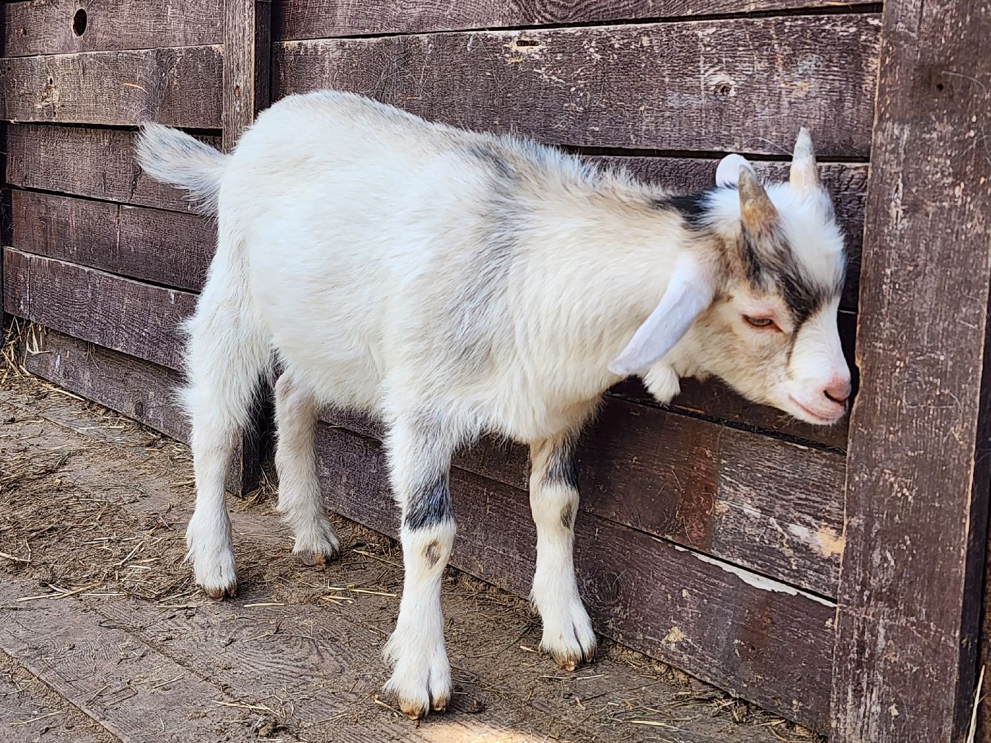 мытищи, лосиный остров,