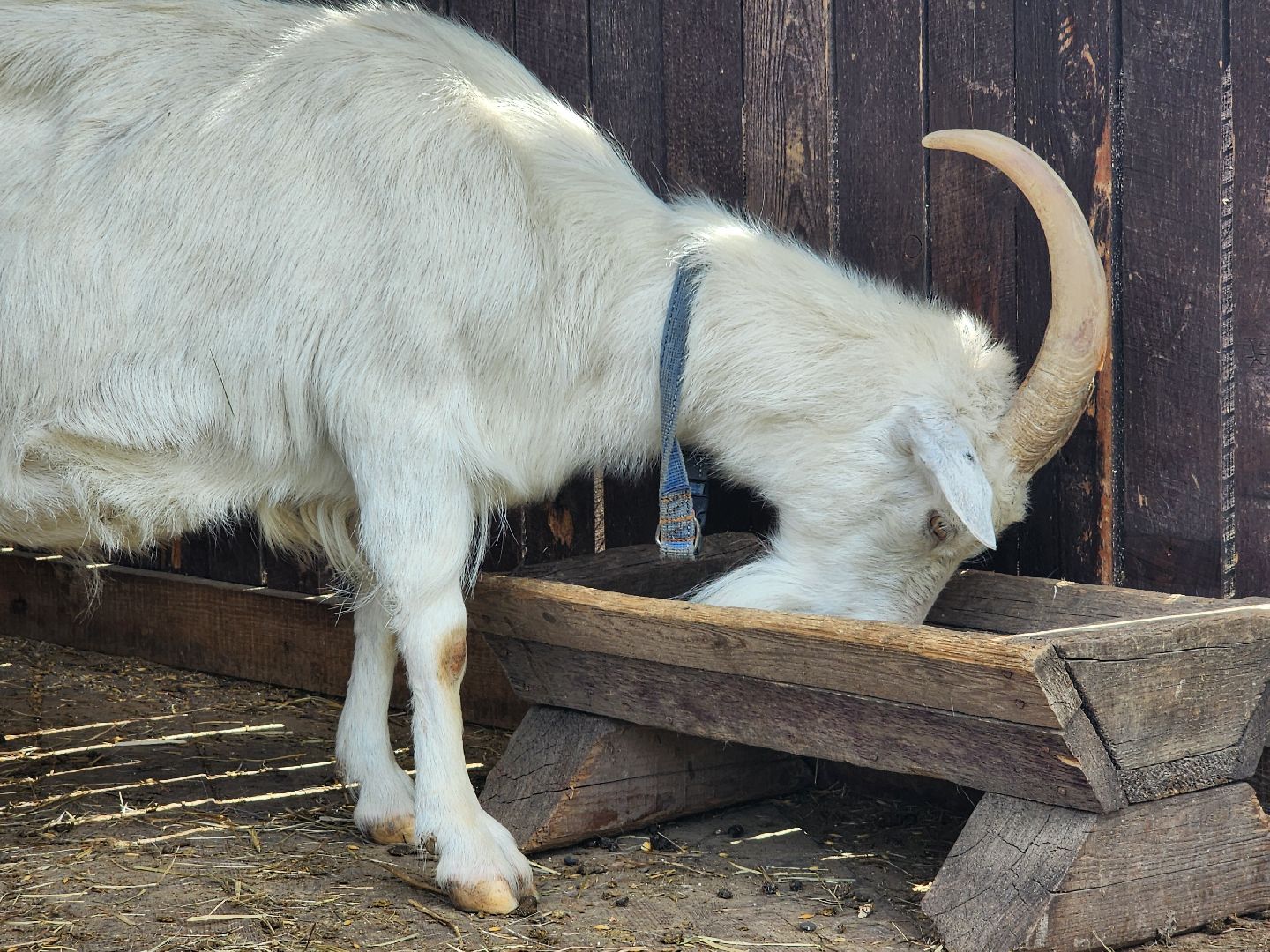 мытищи, лосиный остров,