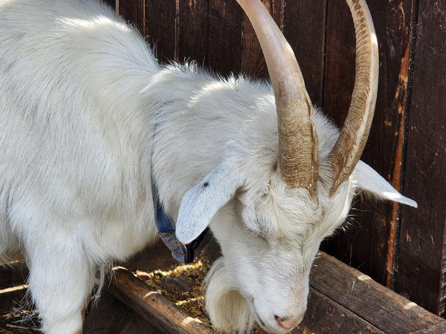 мытищи, лосиный остров,