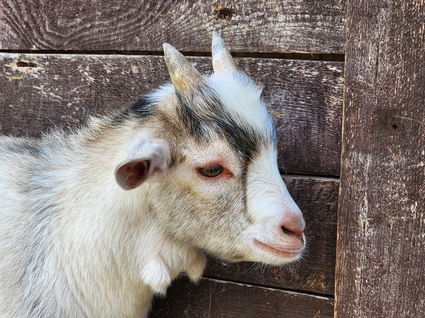 мытищи, лосиный остров,