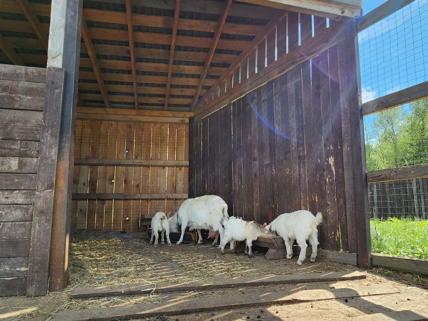 мытищи, лосиный остров,