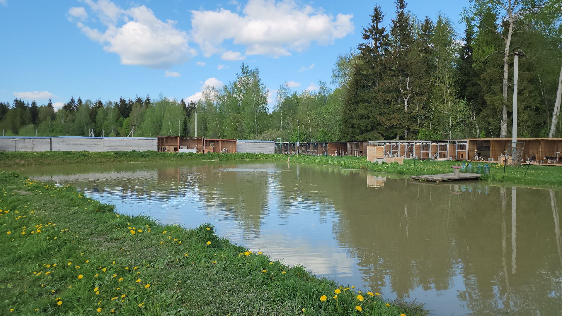 Хаски, Животные, волонтерская деятельность, Истра, Собаки,