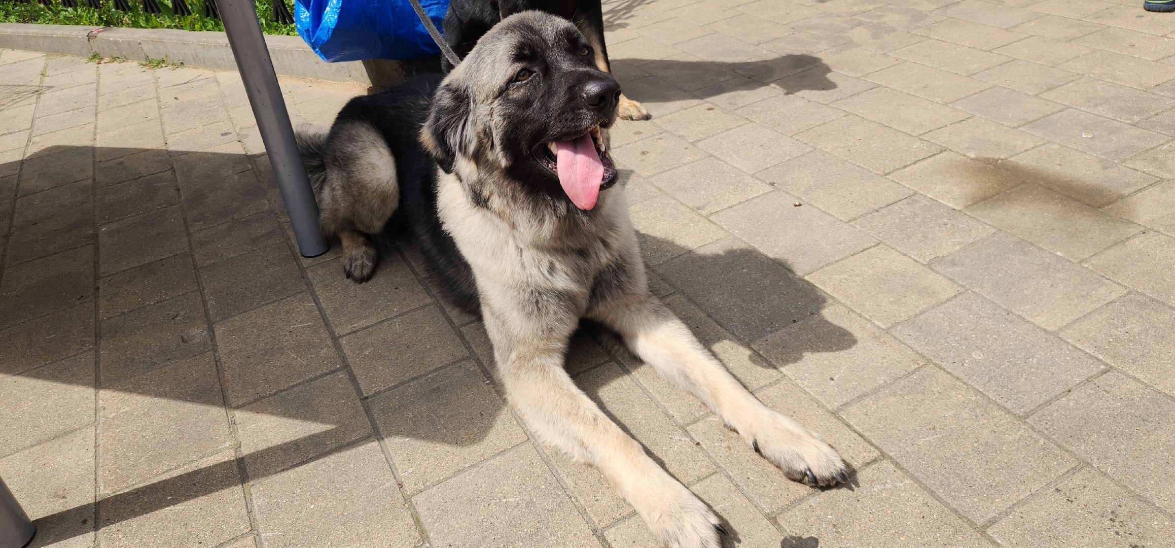 Общество, Выставка кошек и собак,  Акции зооактивистов,Домашние животные,