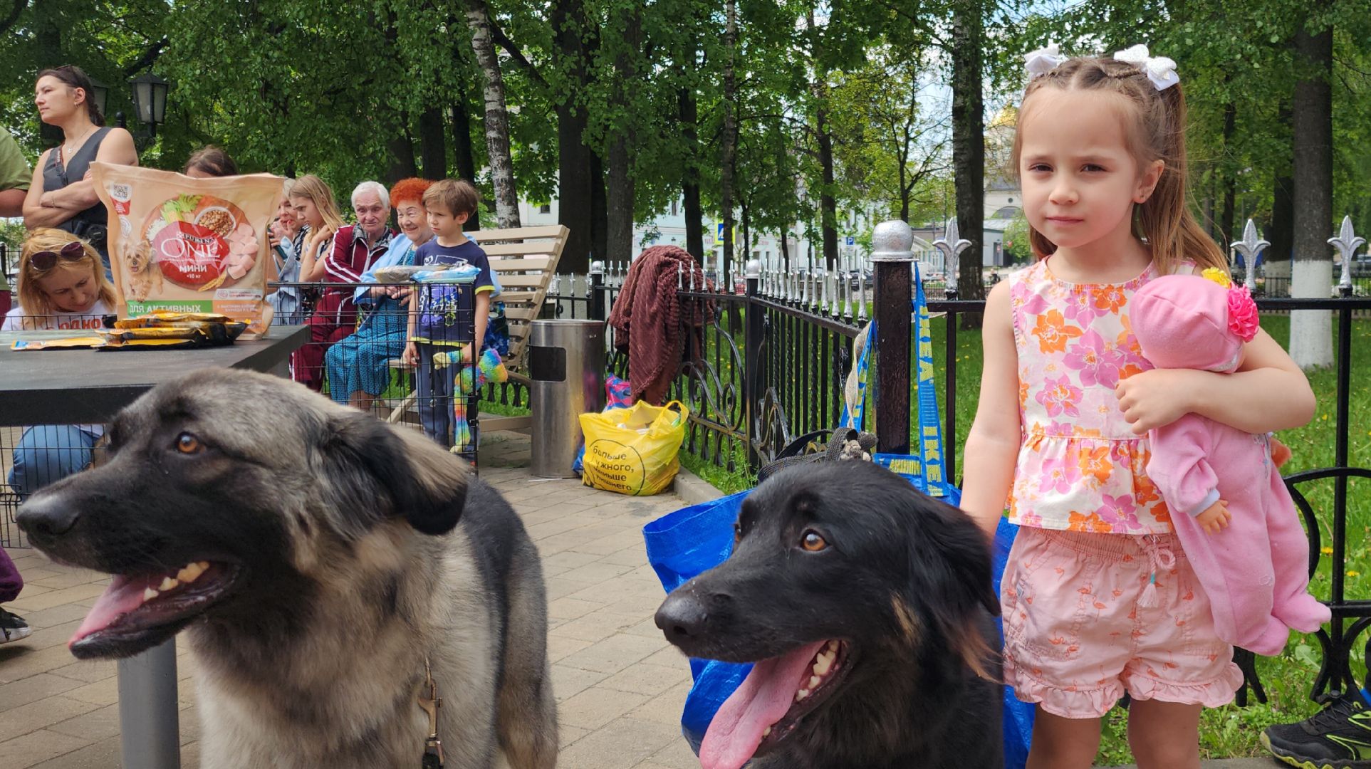 Общество, Выставка кошек и собак,  Акции зооактивистов,Домашние животные,