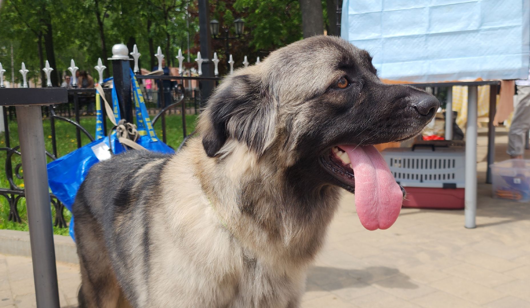 Общество, Выставка кошек и собак,  Акции зооактивистов,Домашние животные,