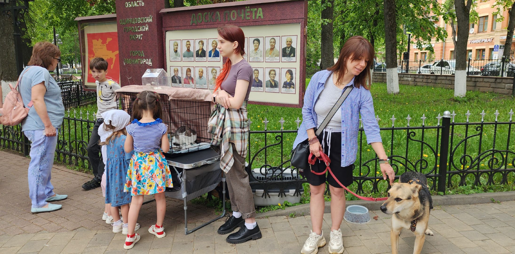 Общество, Выставка кошек и собак,  Акции зооактивистов,Домашние животные,