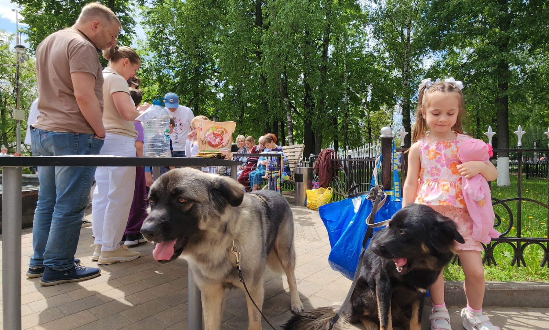 Общество, Выставка кошек и собак,  Акции зооактивистов,Домашние животные,
