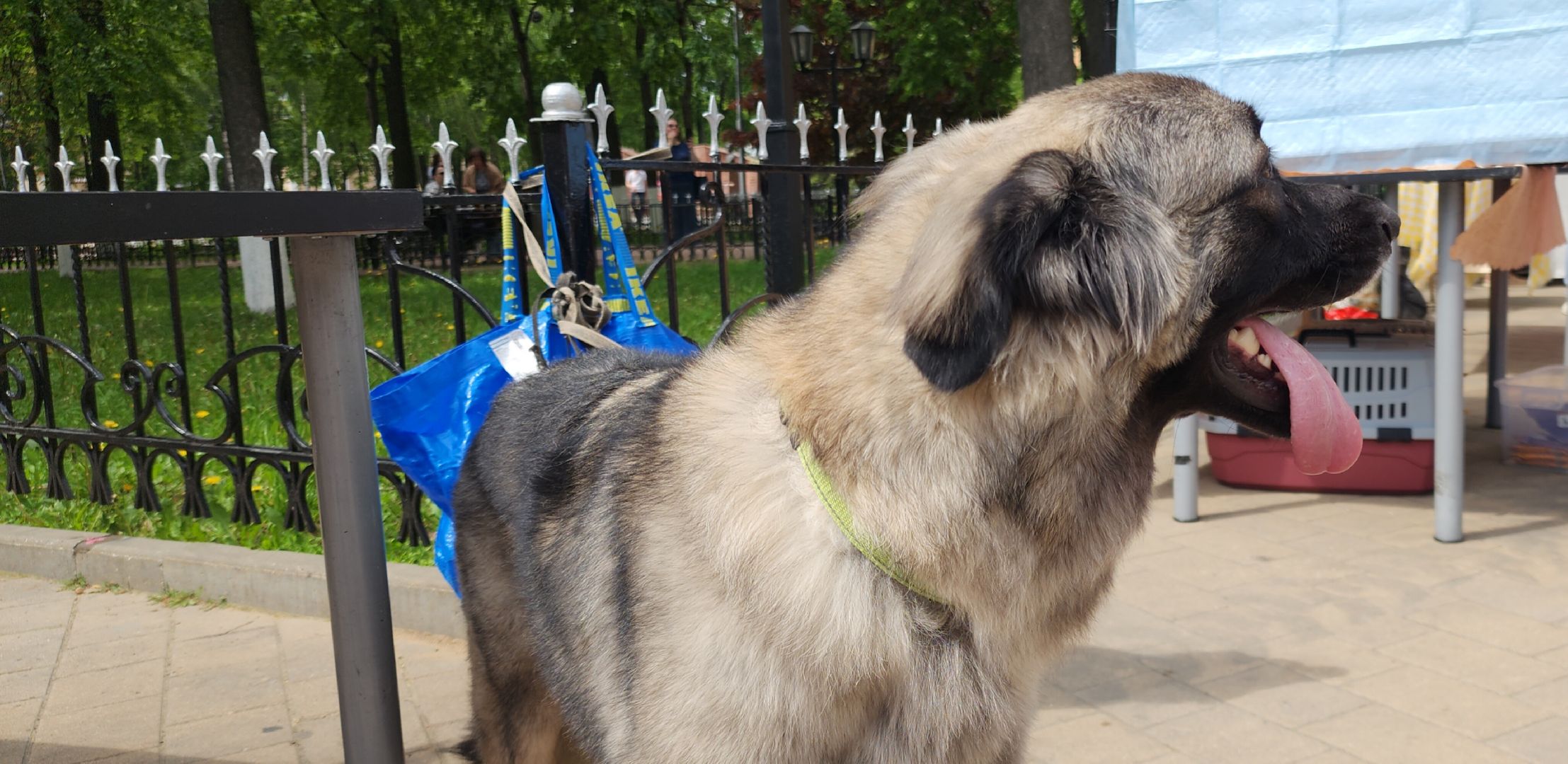 Общество, Выставка кошек и собак,  Акции зооактивистов,Домашние животные,