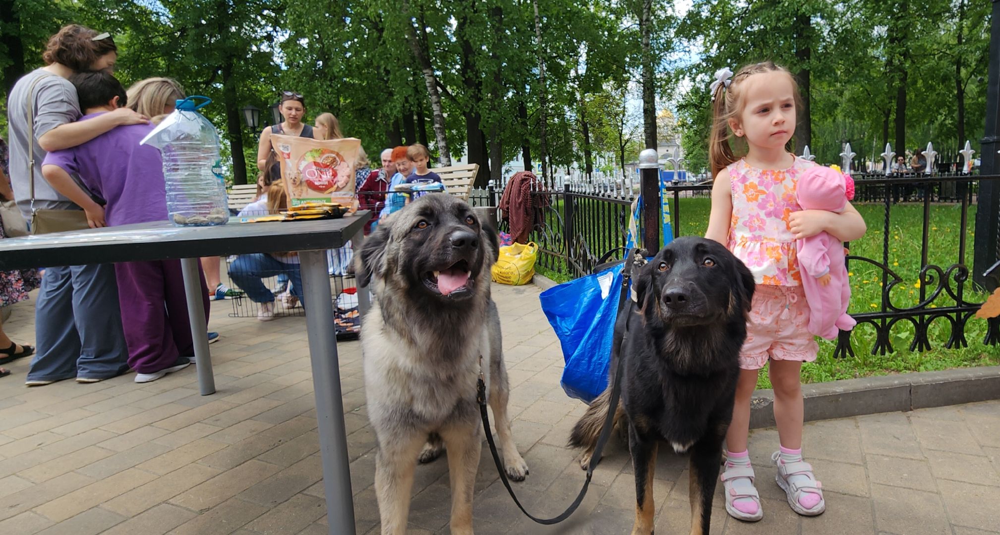 Общество, Выставка кошек и собак,  Акции зооактивистов,Домашние животные,