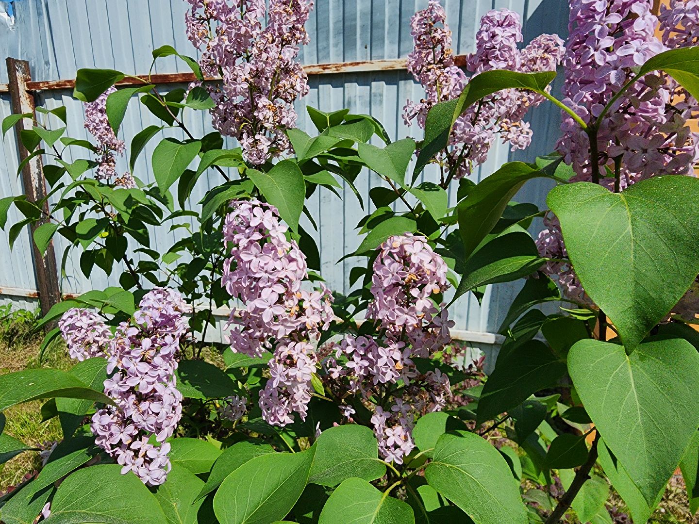 аллергия, шатура,шатурская больница,