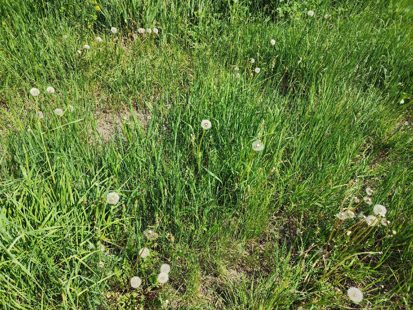 аллергия, шатура,шатурская больница,