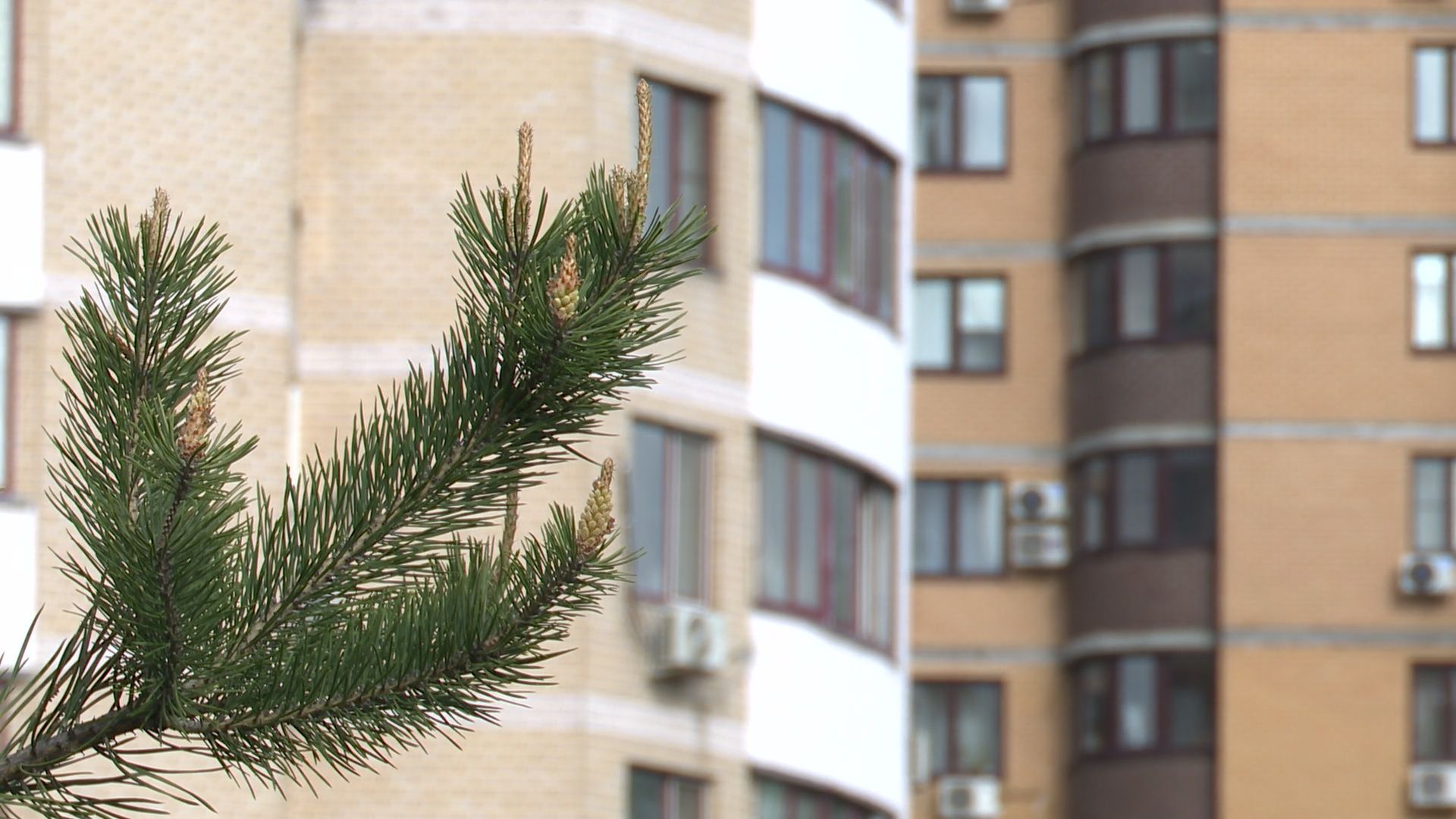 реутов, парк, деревья, кустарники, благоустройство,