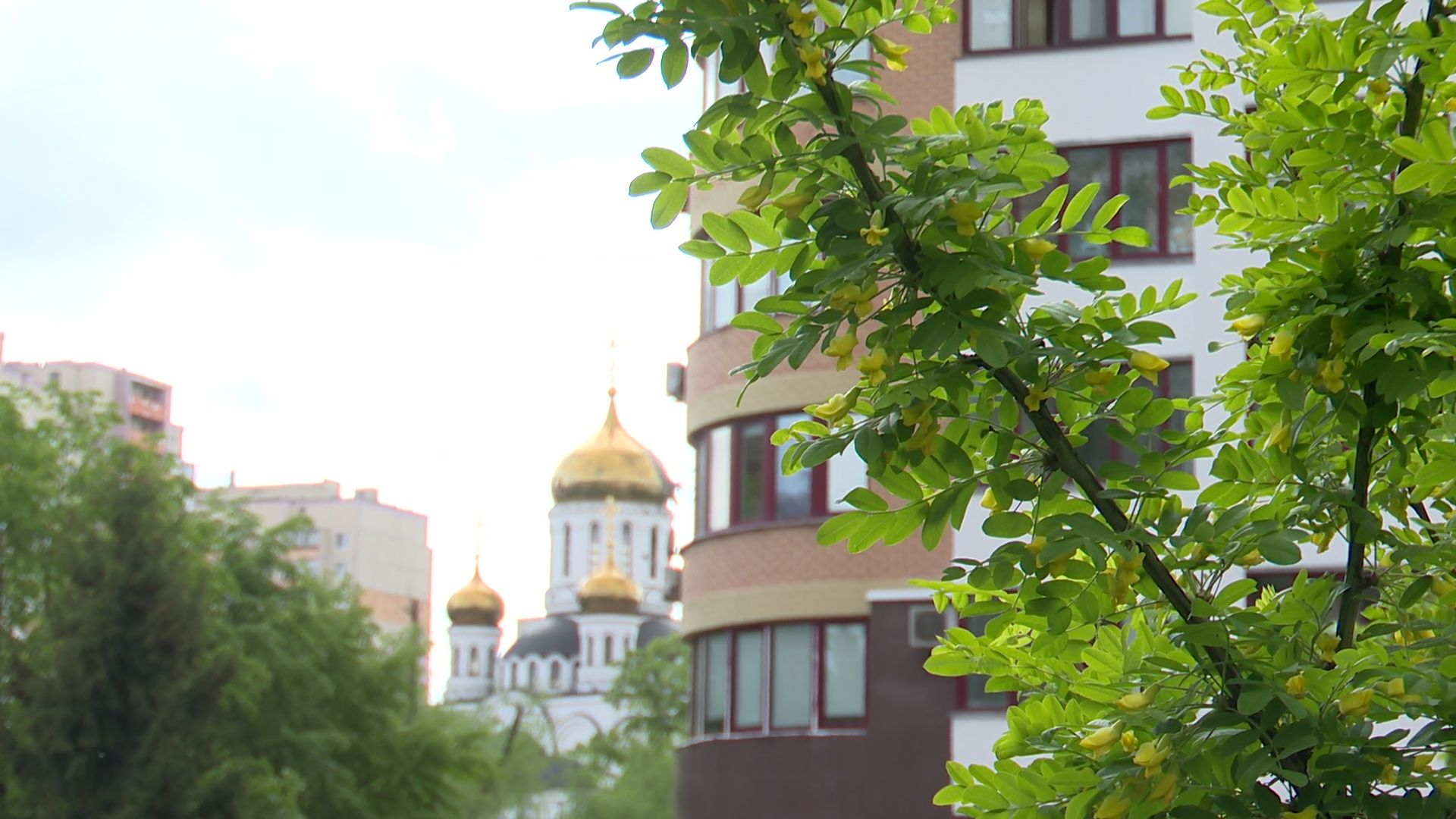 реутов, парк, деревья, кустарники, благоустройство,