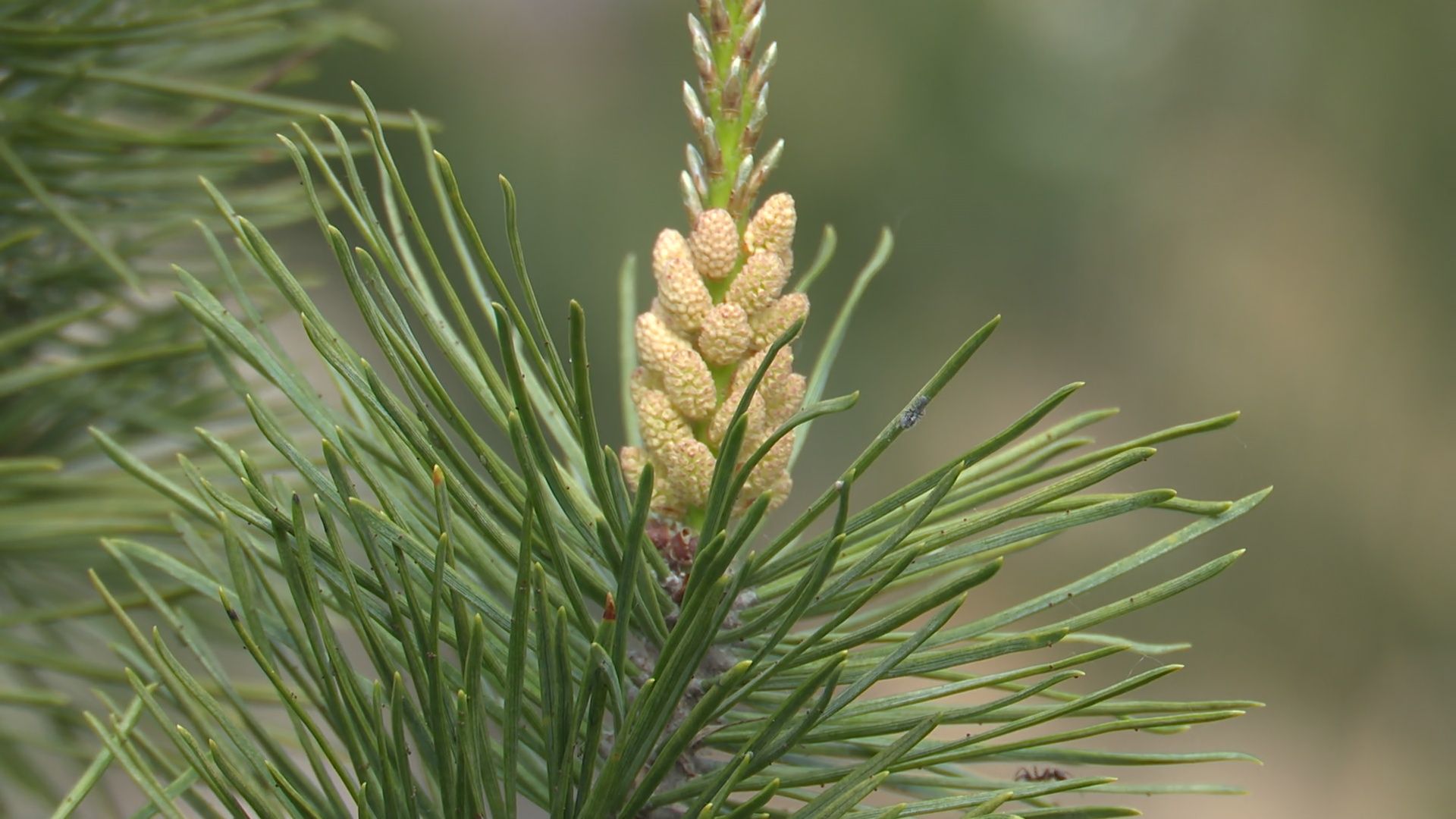 реутов, парк, деревья, кустарники, благоустройство,