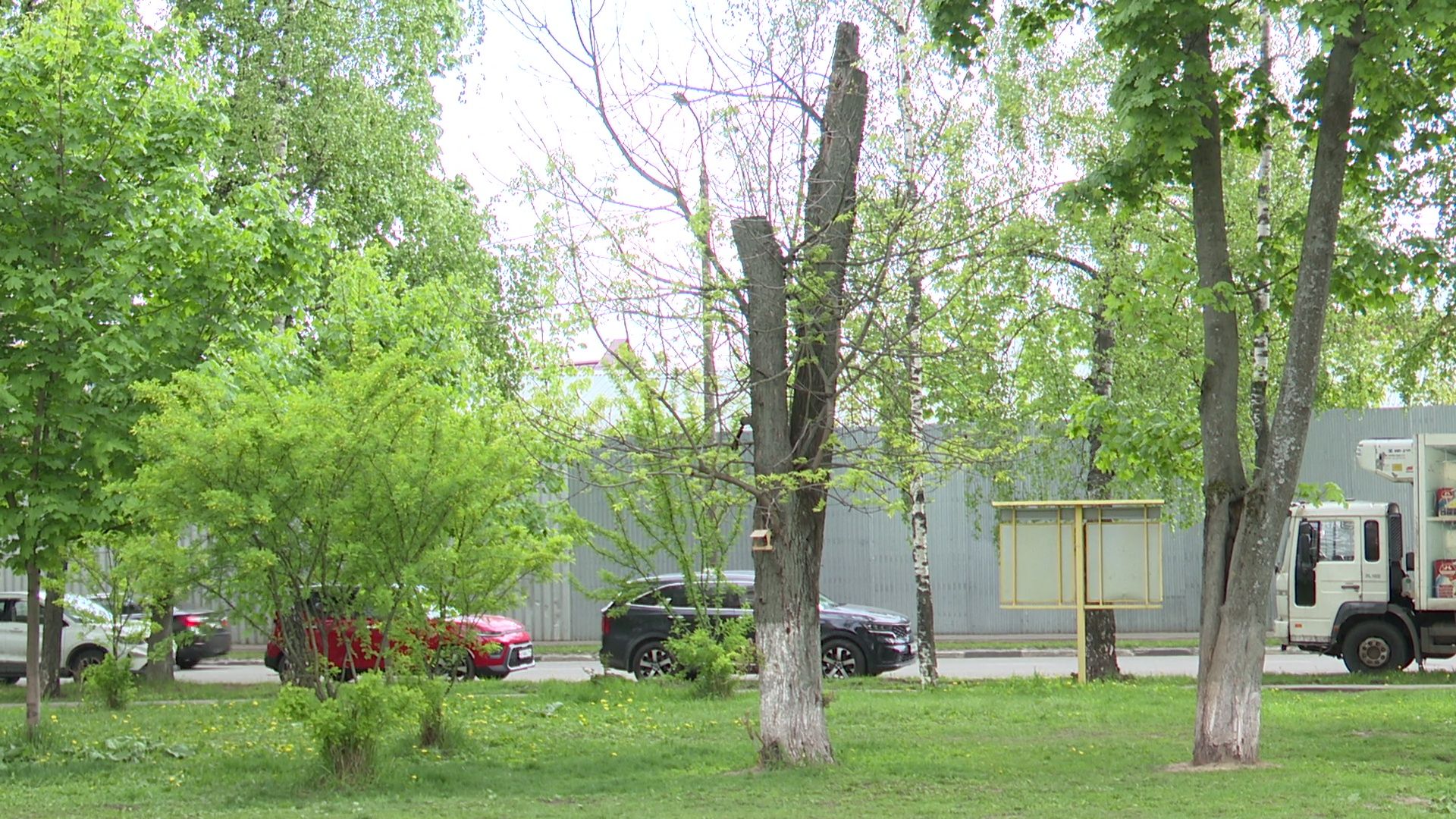 реутов, парк, деревья, кустарники, благоустройство,