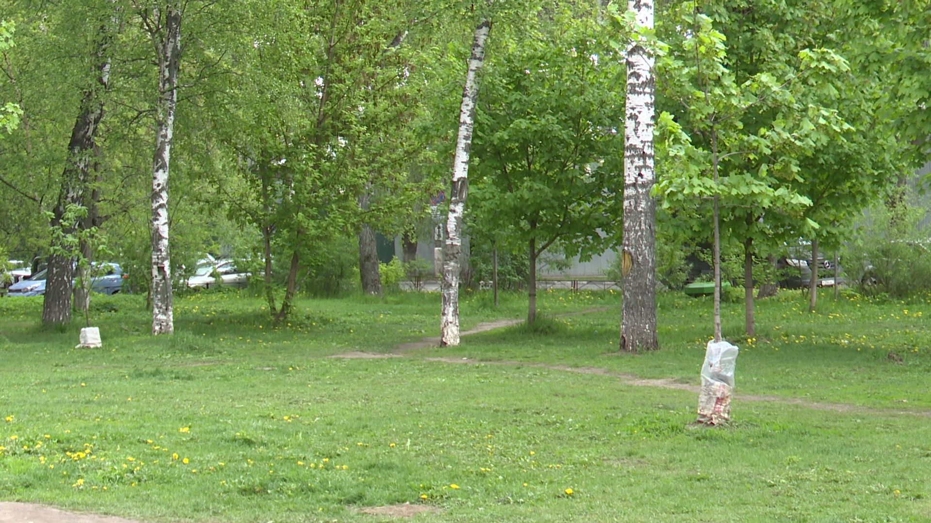 реутов, парк, деревья, кустарники, благоустройство,