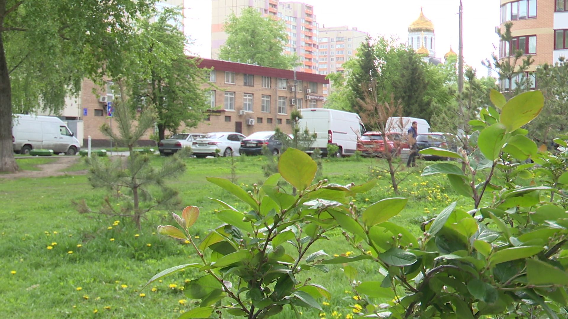 реутов, парк, деревья, кустарники, благоустройство,