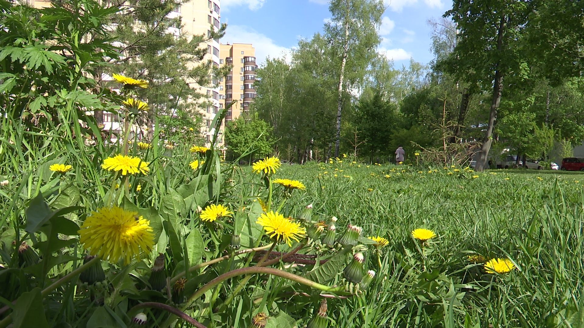 реутов, парк, деревья, кустарники, благоустройство,