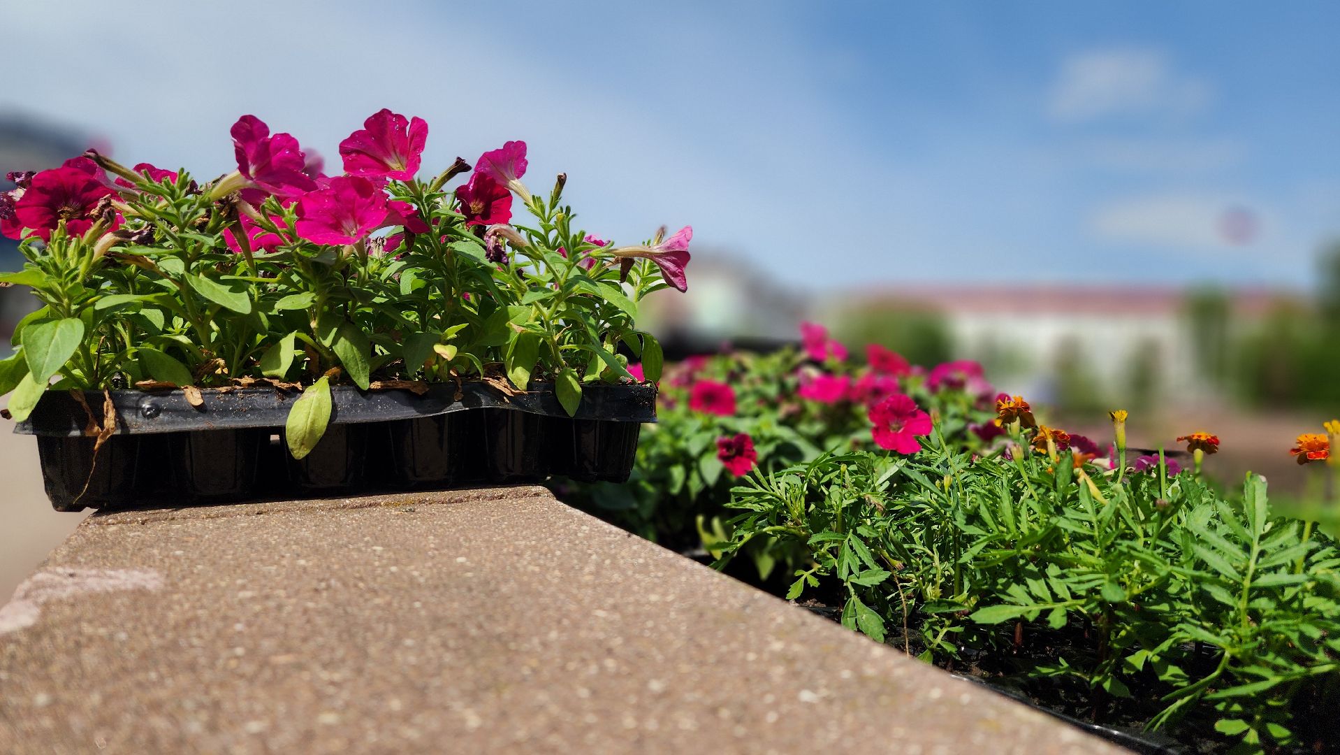 солнечногорск, советская площадь, цветы, благоустройство,