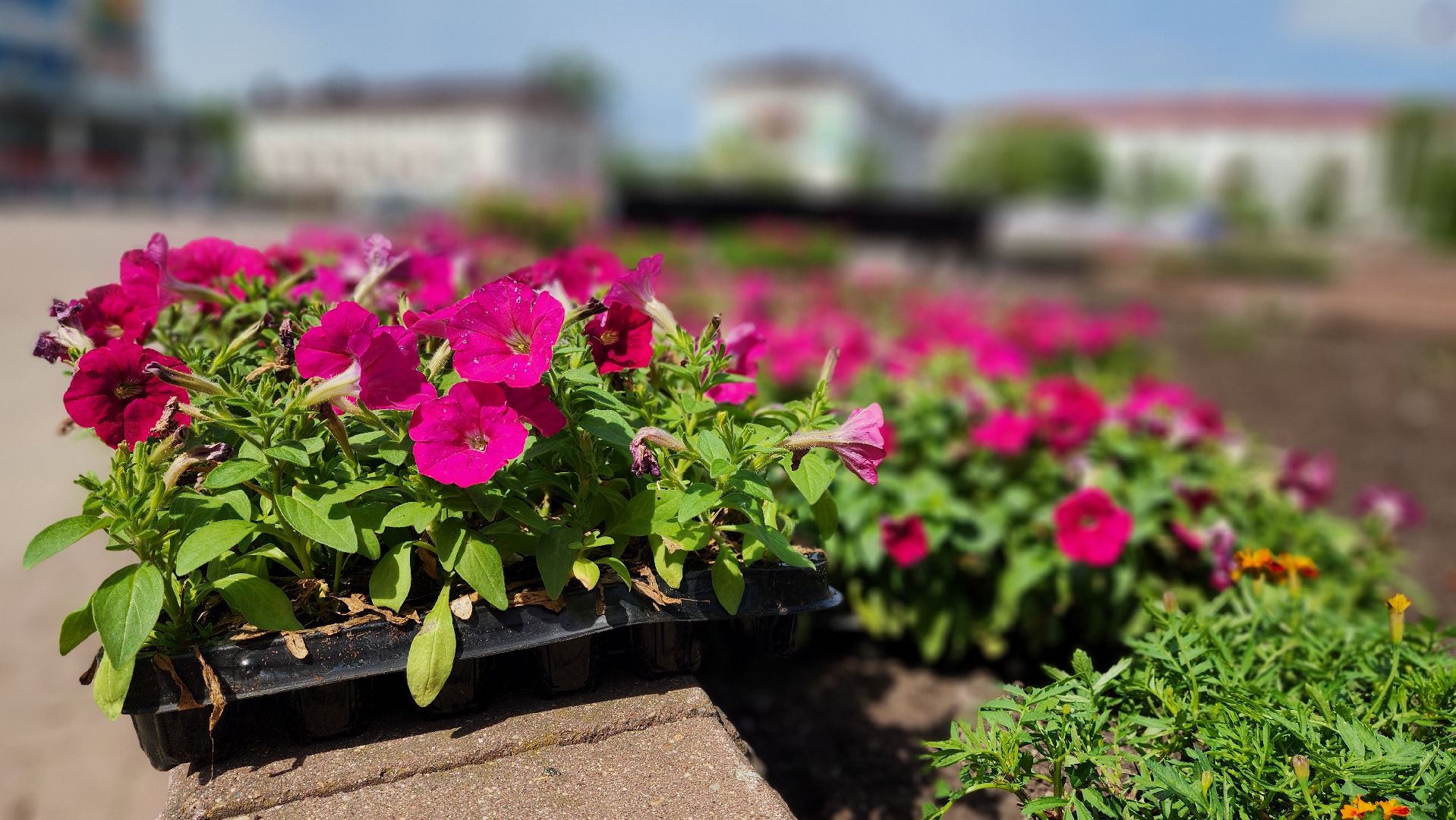солнечногорск, советская площадь, цветы, благоустройство,
