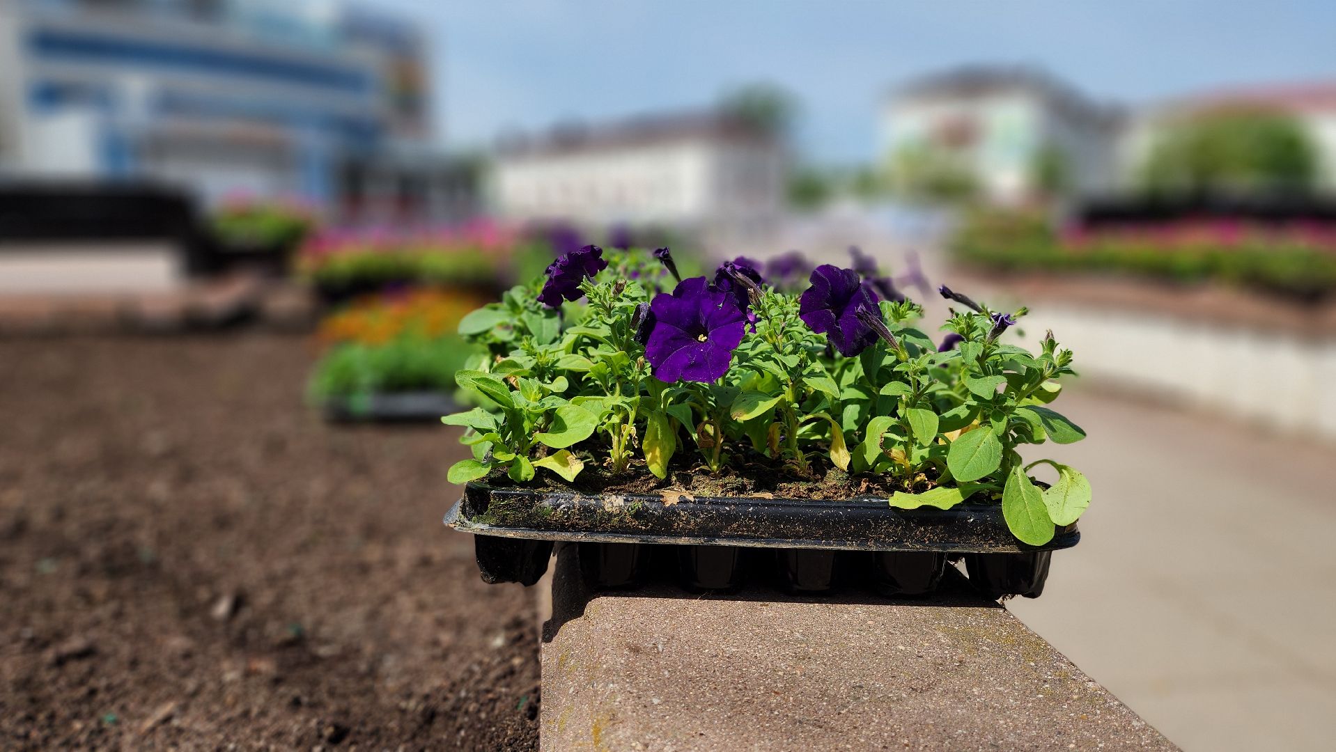 солнечногорск, советская площадь, цветы, благоустройство,