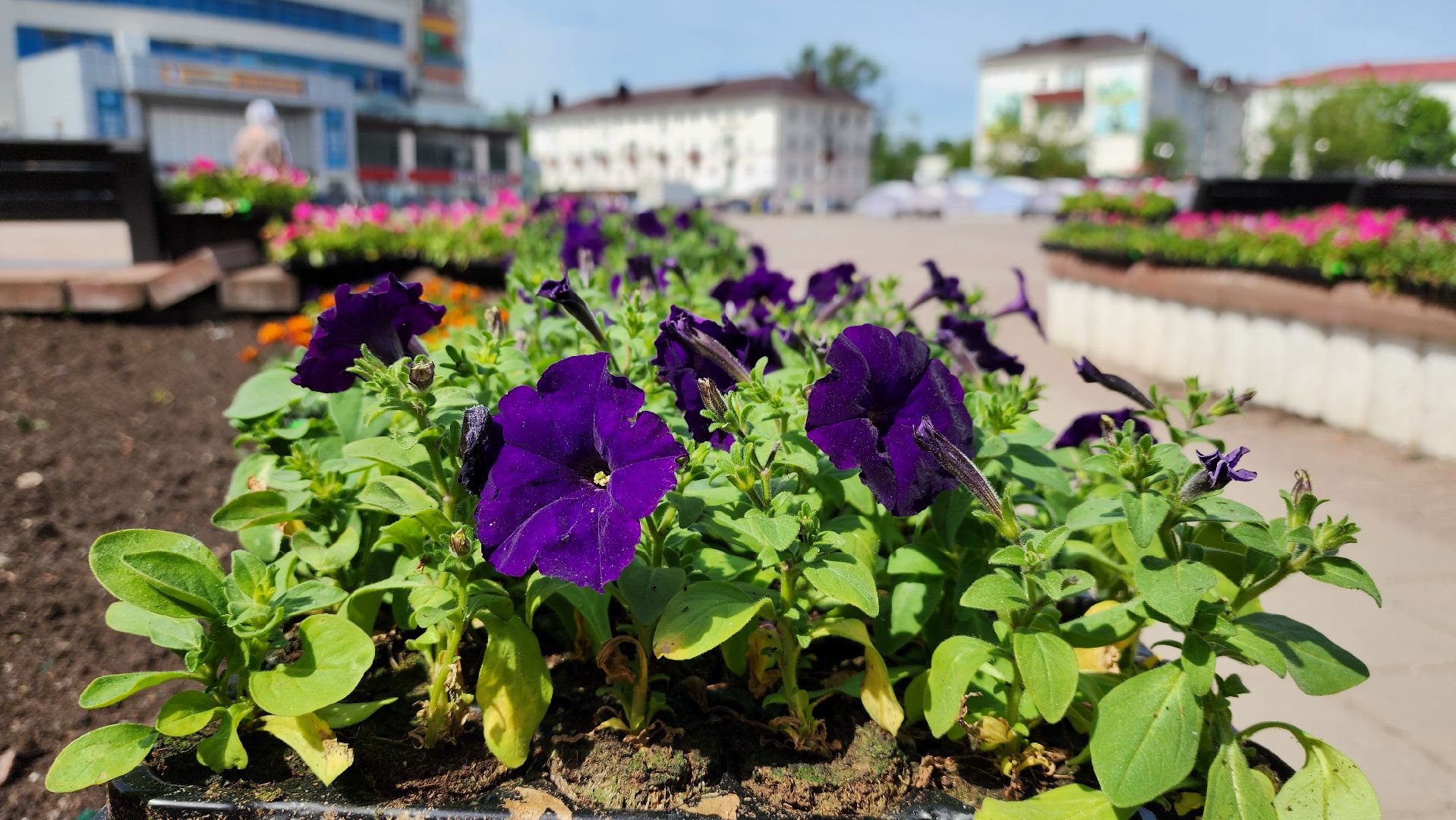 солнечногорск, советская площадь, цветы, благоустройство,