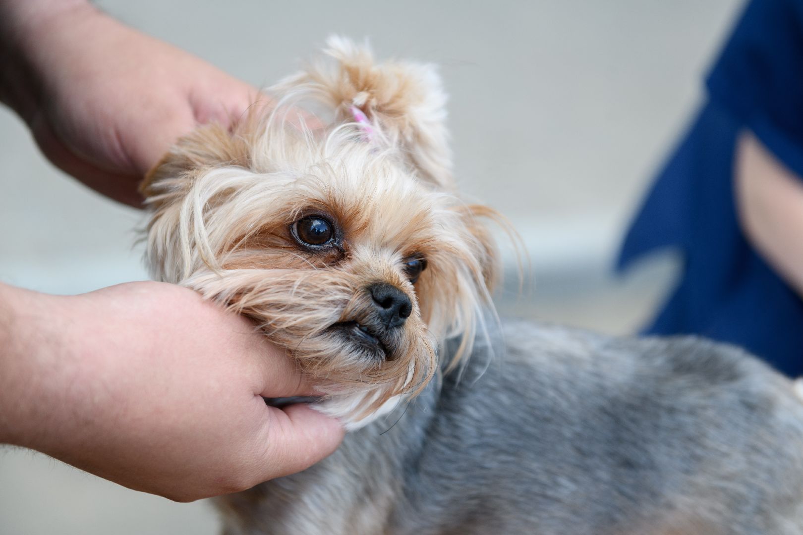 медицина, вакцинация, вакцинация животных от бешенства, лыткарино, лыткаринская участковая ветеринарная лечебница,