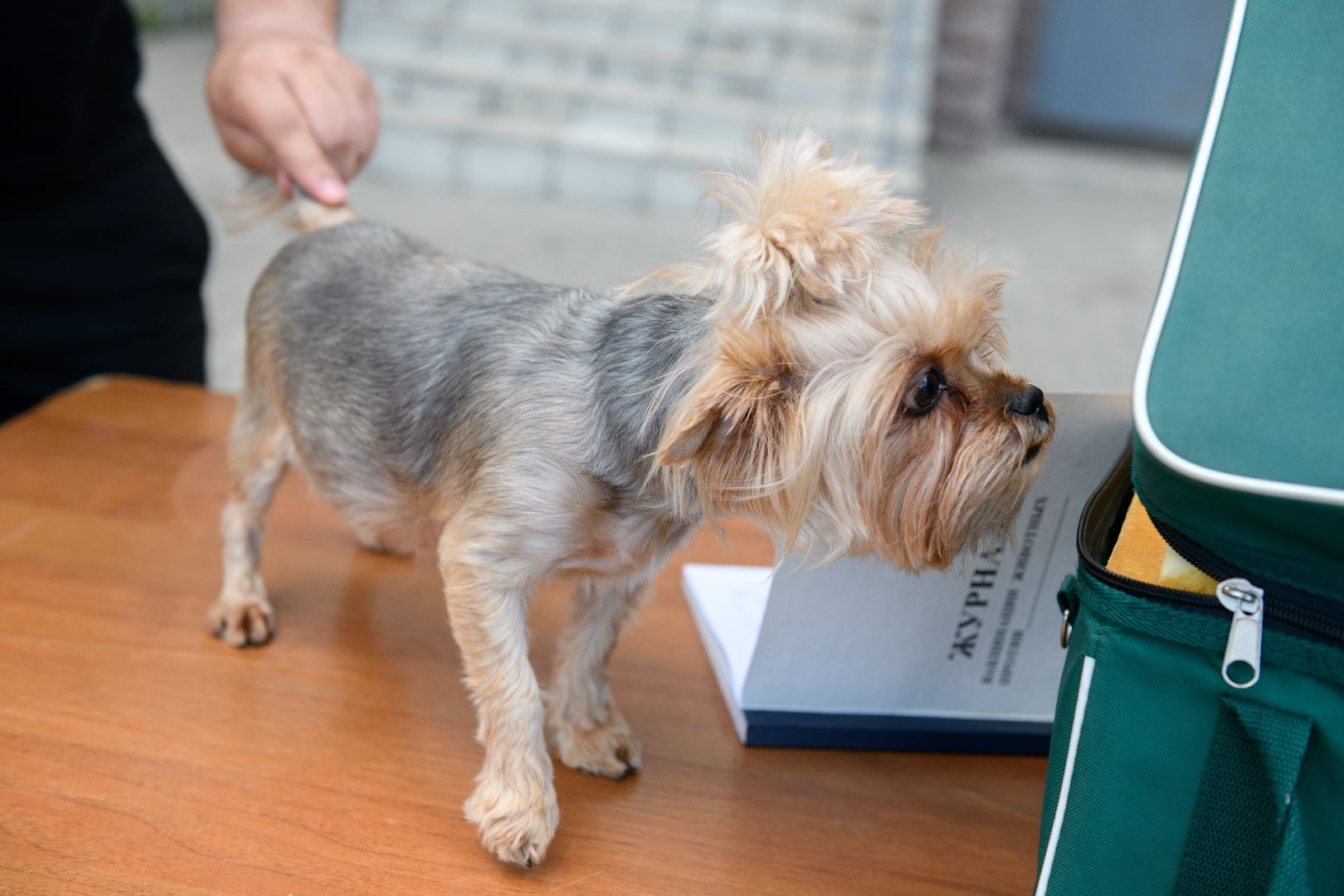 медицина, вакцинация, вакцинация животных от бешенства, лыткарино, лыткаринская участковая ветеринарная лечебница,