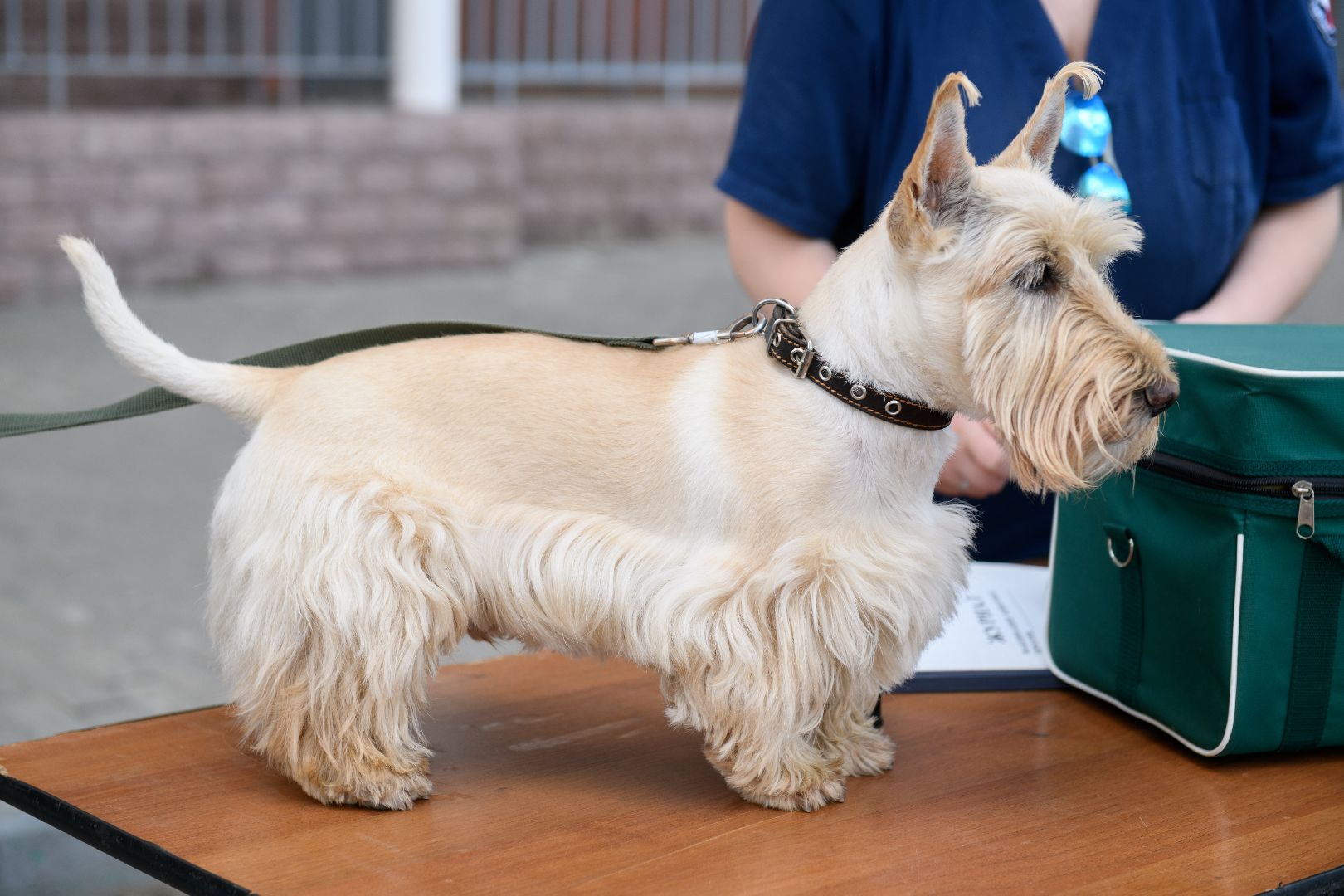 медицина, вакцинация, вакцинация животных от бешенства, лыткарино, лыткаринская участковая ветеринарная лечебница,