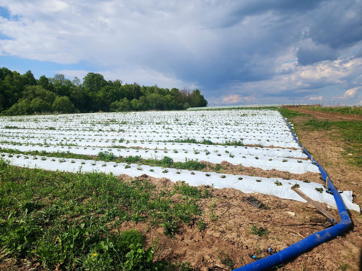 пущино, серпухов, агротуризм, фермеры,